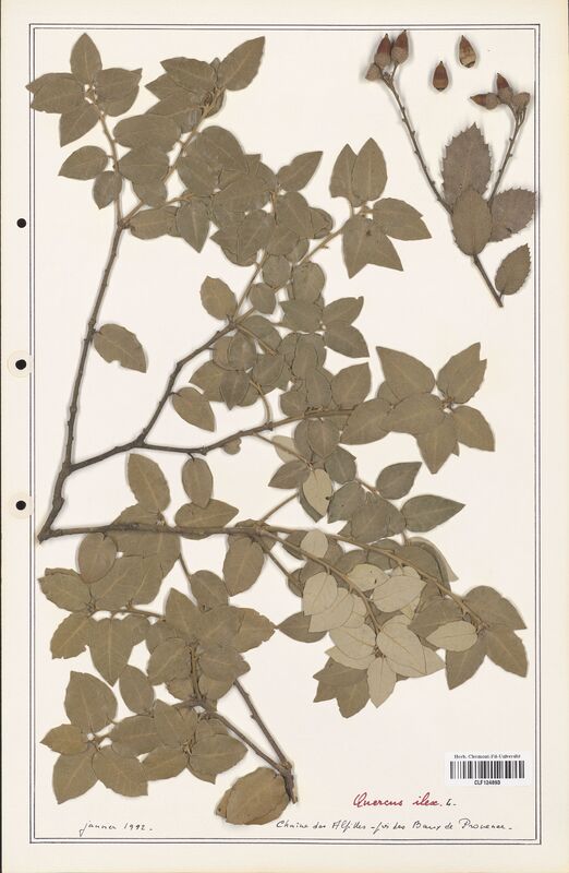 Quercus ilex  (Fagaceae)