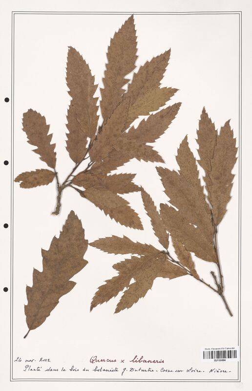 Quercus x_libaneris  (Fagaceae)