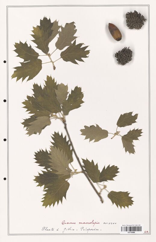 Quercus macrolepis  (Fagaceae)