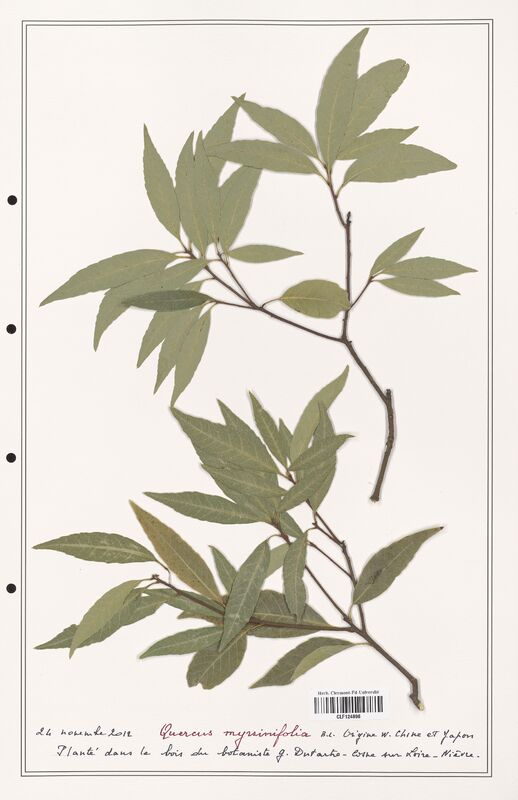 Quercus myrsinifolia  (Fagaceae)