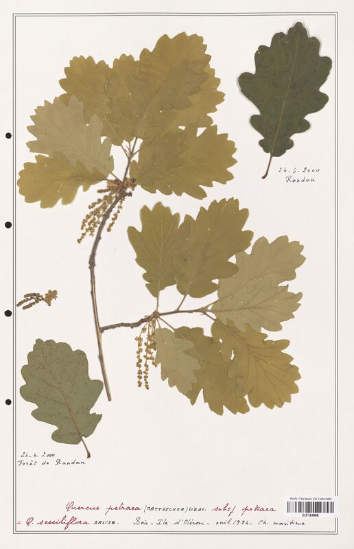 Quercus petraea  (Fagaceae)