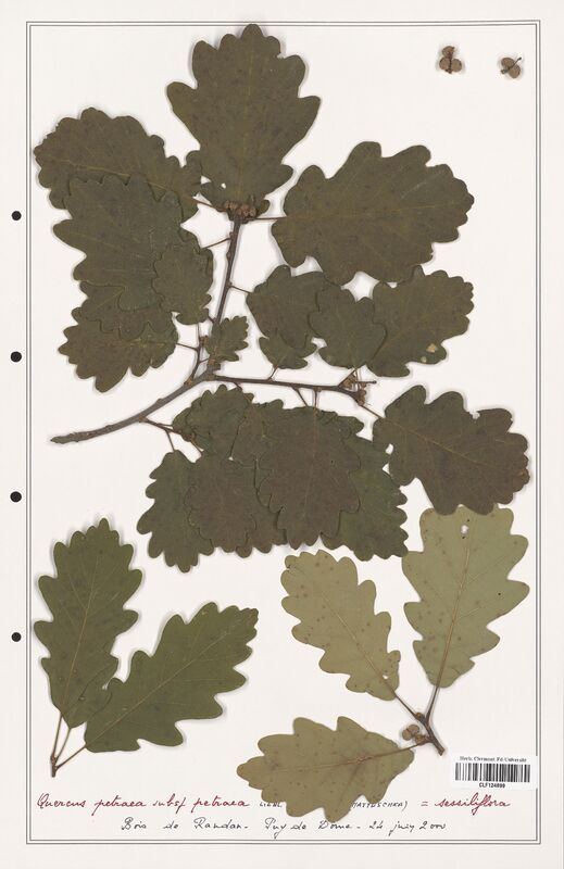Quercus petraea  (Fagaceae)
