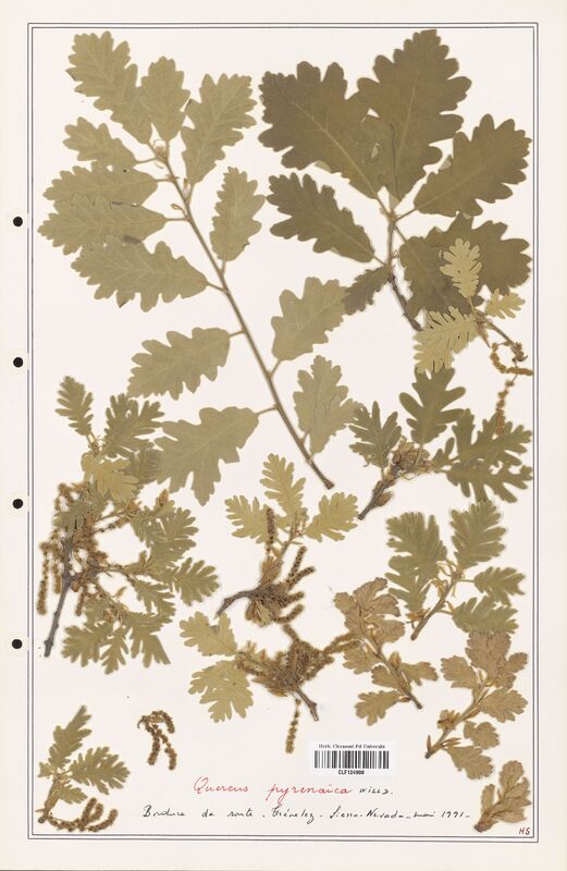 Quercus pyrenaica  (Fagaceae)