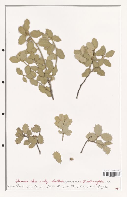 Quercus ilex  (Fagaceae)