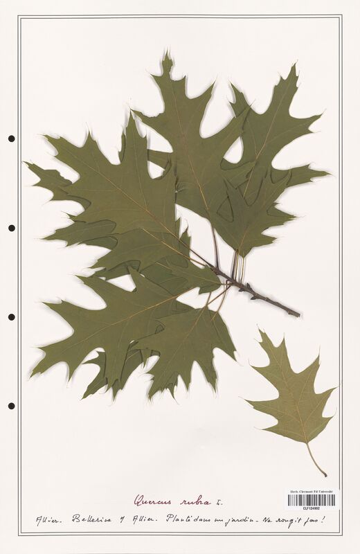 Quercus rubra  (Fagaceae)