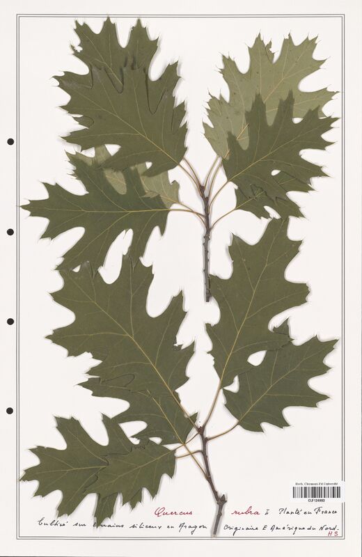 Quercus rubra  (Fagaceae)