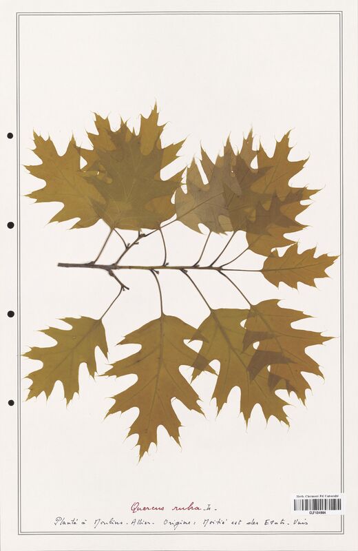 Quercus rubra  (Fagaceae)