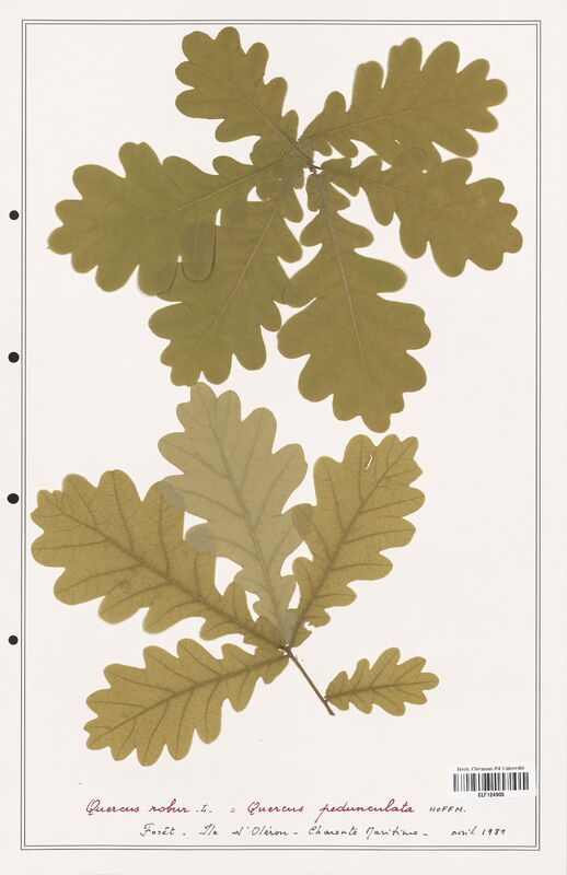 Quercus pedunculata  (Fagaceae)