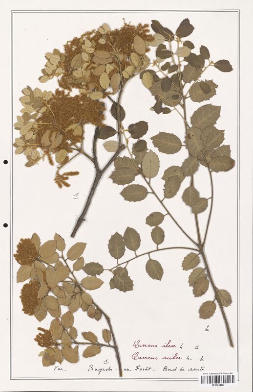 Quercus ilex  (Fagaceae)