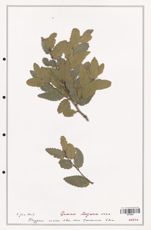 Quercus trojana  (Fagaceae)