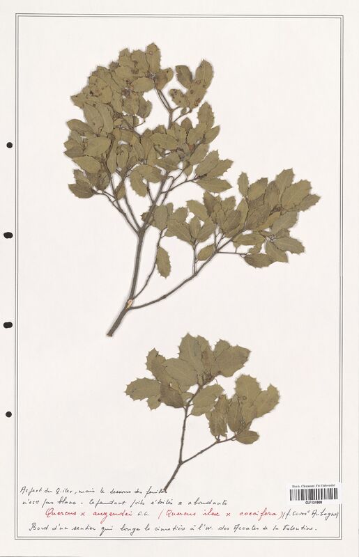 Quercus x_auzendei  (Fagaceae)