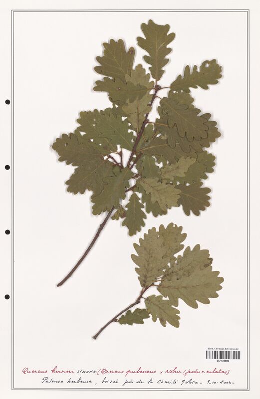 Quercus kerneri  (Fagaceae)