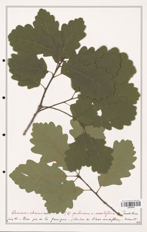 Quercus x_streimi  (Fagaceae)