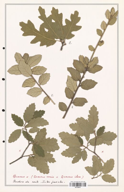Quercus cerris  (Fagaceae)