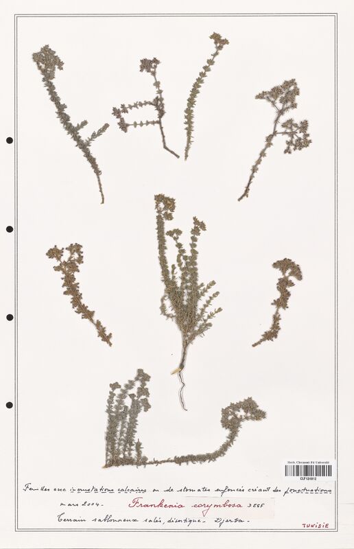 Frankenia corymbosa  (Frankeniaceae)