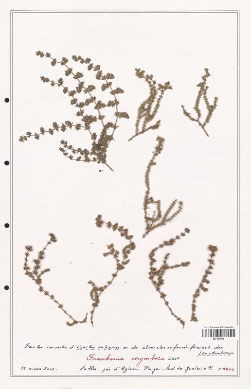 Frankenia corymbosa  (Frankeniaceae)