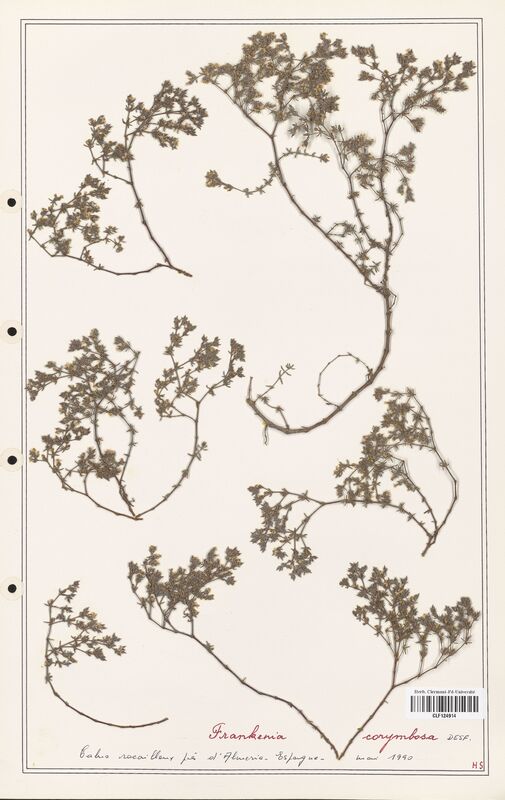 Frankenia corymbosa  (Frankeniaceae)