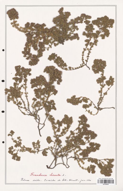 Frankenia hirsuta  (Frankeniaceae)