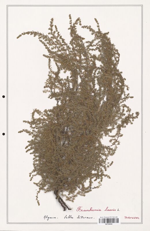 Frankenia laevis  (Frankeniaceae)