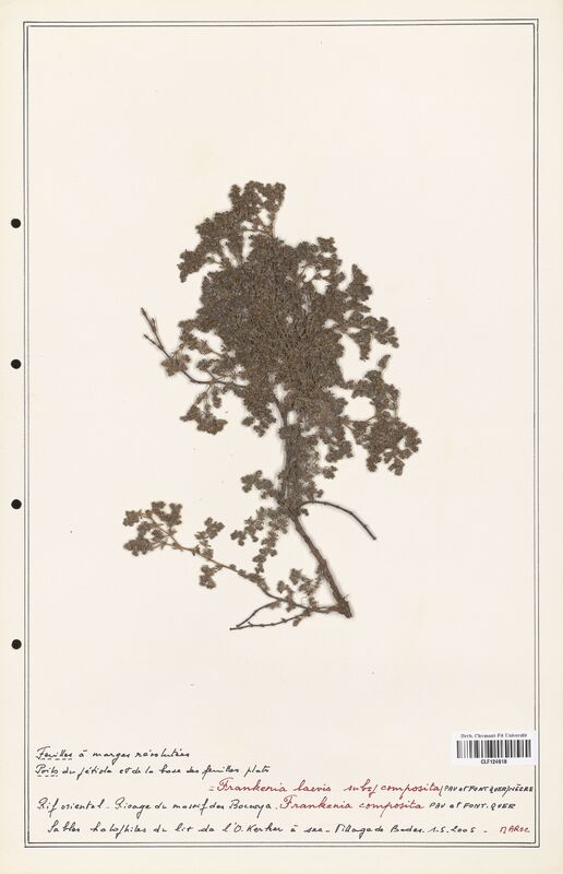 Frankenia laevis  (Frankeniaceae)