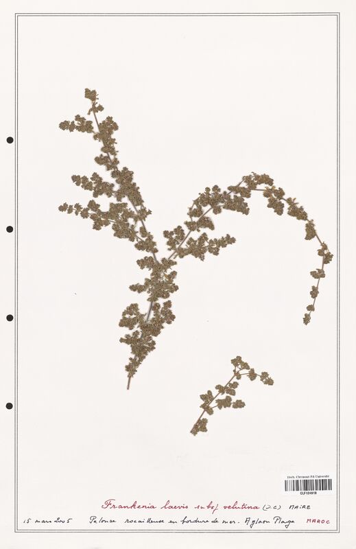 Frankenia laevis  (Frankeniaceae)