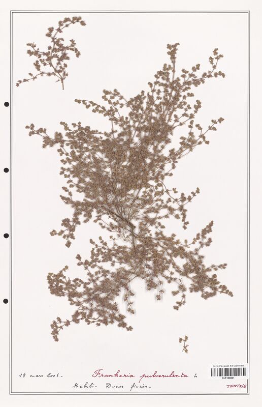 Frankenia pulverulenta  (Frankeniaceae)