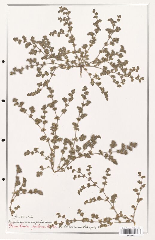 Frankenia pulverulenta  (Frankeniaceae)