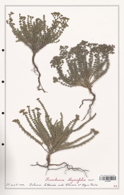 Frankenia thymifolia  (Frankeniaceae)