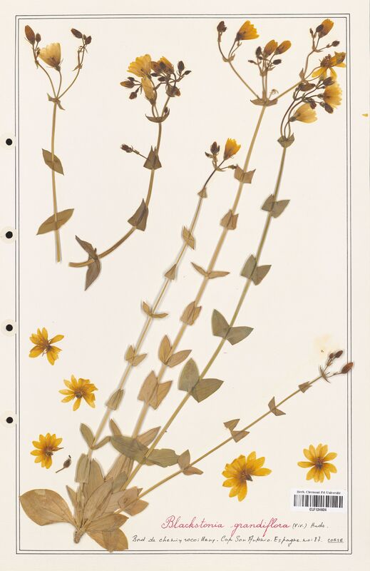 Blackstonia grandiflora  (Gentianaceae)