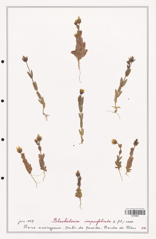 Blackstonia imperfoliata  (Gentianaceae)