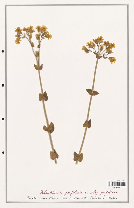 Blackstonia perfoliata  (Gentianaceae)