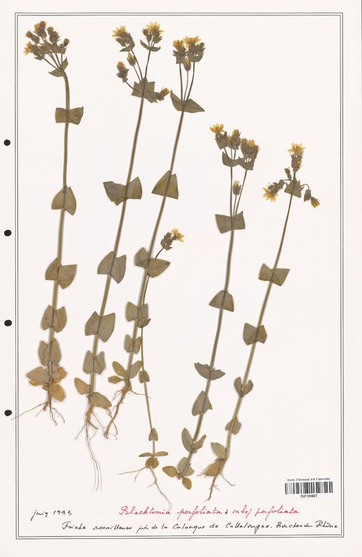 Blackstonia perfoliata  (Gentianaceae)