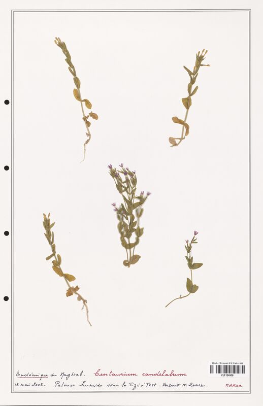 Centaurium candelabrum  (Gentianaceae)