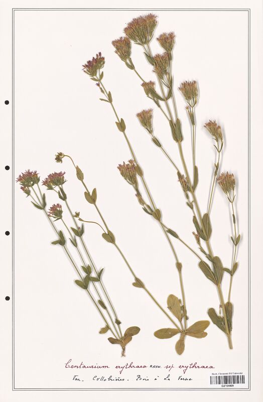 Centaurium erythraea  (Gentianaceae)