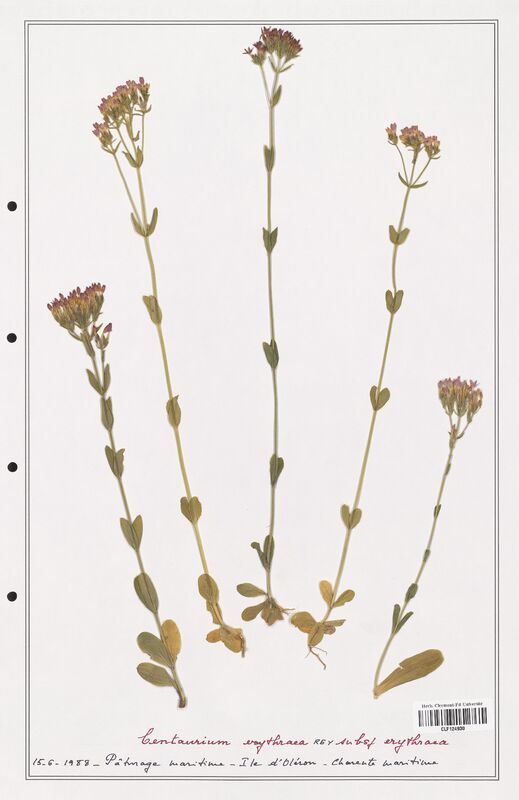 Centaurium erythraea  (Gentianaceae)