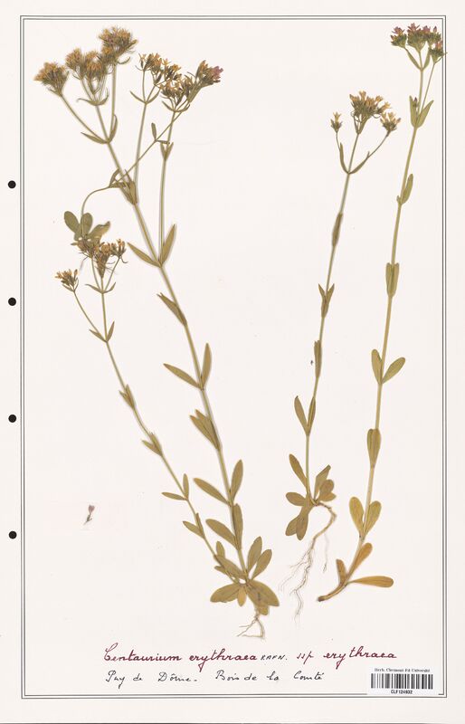 Centaurium erythraea  (Gentianaceae)