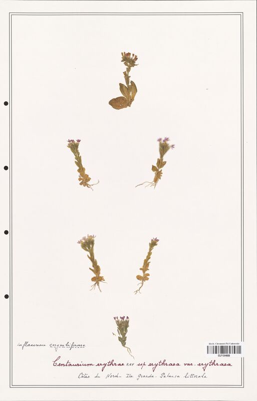 Centaurium erythraea  (Gentianaceae)