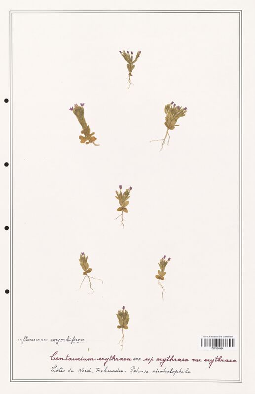 Centaurium erythraea  (Gentianaceae)