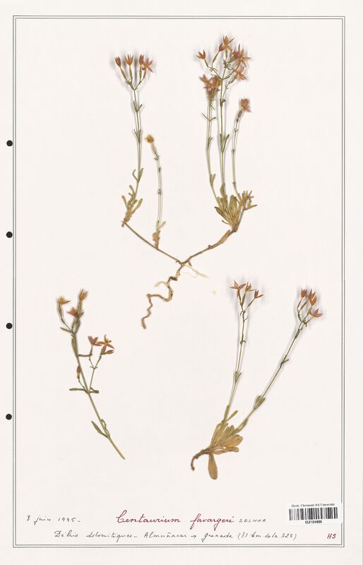 Centaurium favargeri  (Gentianaceae)