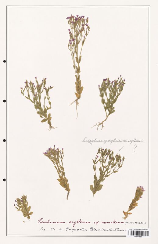 Centaurium erythraea  (Gentianaceae)