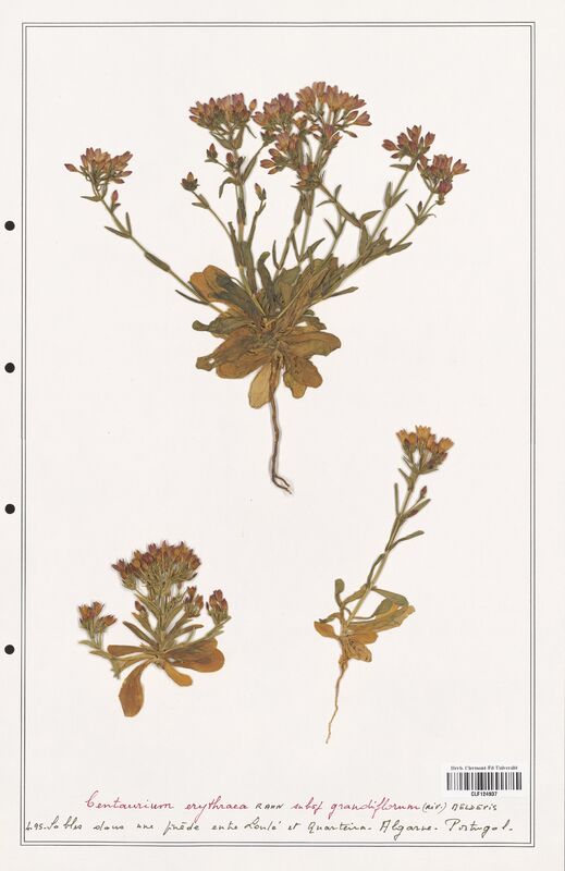 Centaurium erythraea  (Gentianaceae)