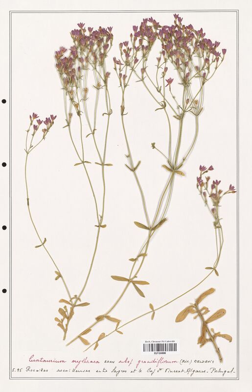 Centaurium erythraea  (Gentianaceae)