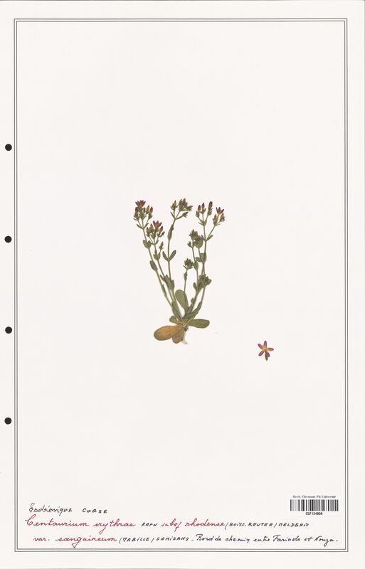 Centaurium erythraea  (Gentianaceae)