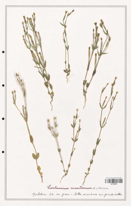 Centaurium maritimum  (Gentianaceae)