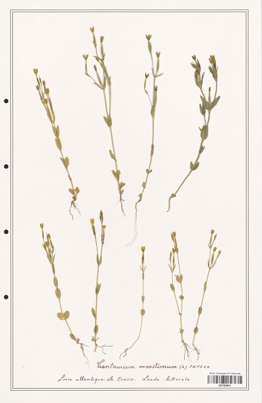 Centaurium maritimum  (Gentianaceae)