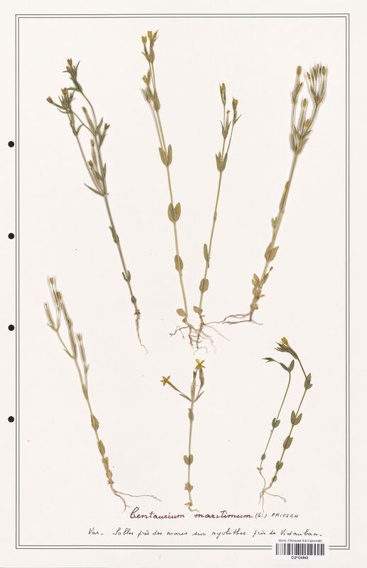 Centaurium maritimum  (Gentianaceae)