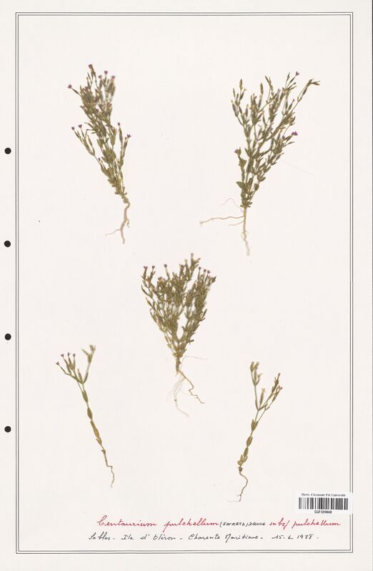 Centaurium pulchellum  (Gentianaceae)