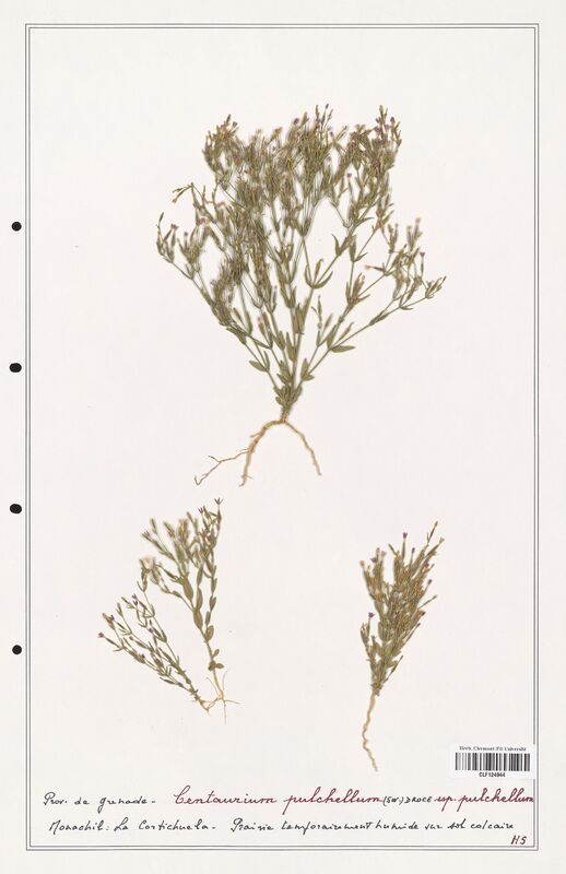 Centaurium pulchellum  (Gentianaceae)