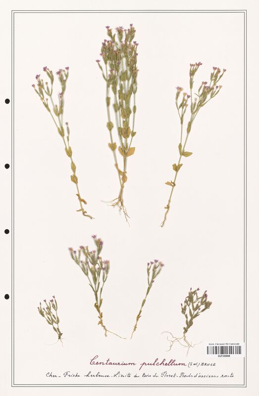 Centaurium pulchellum  (Gentianaceae)