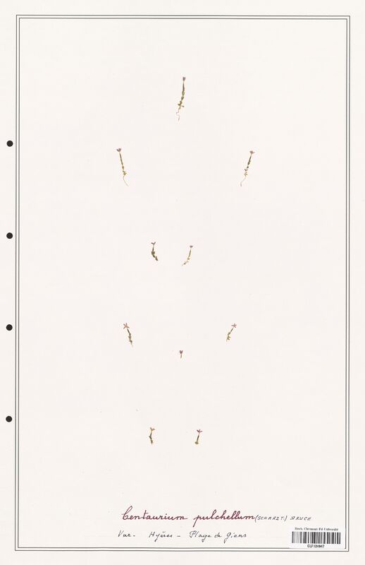 Centaurium pulchellum  (Gentianaceae)